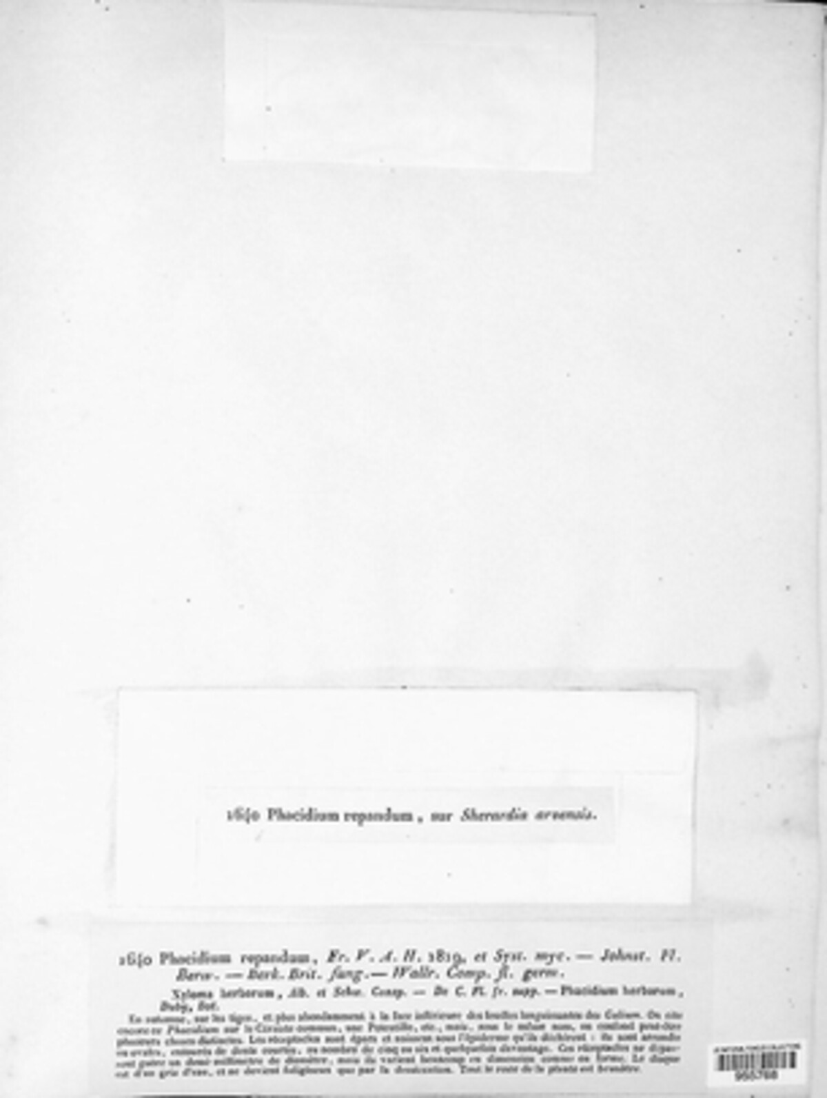 Leptotrochila repanda image